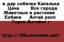 в дар собачка Капелька › Цена ­ 1 - Все города Животные и растения » Собаки   . Алтай респ.,Горно-Алтайск г.